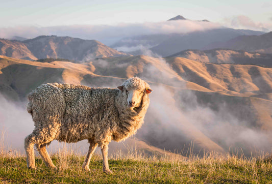 merino wool for blankets