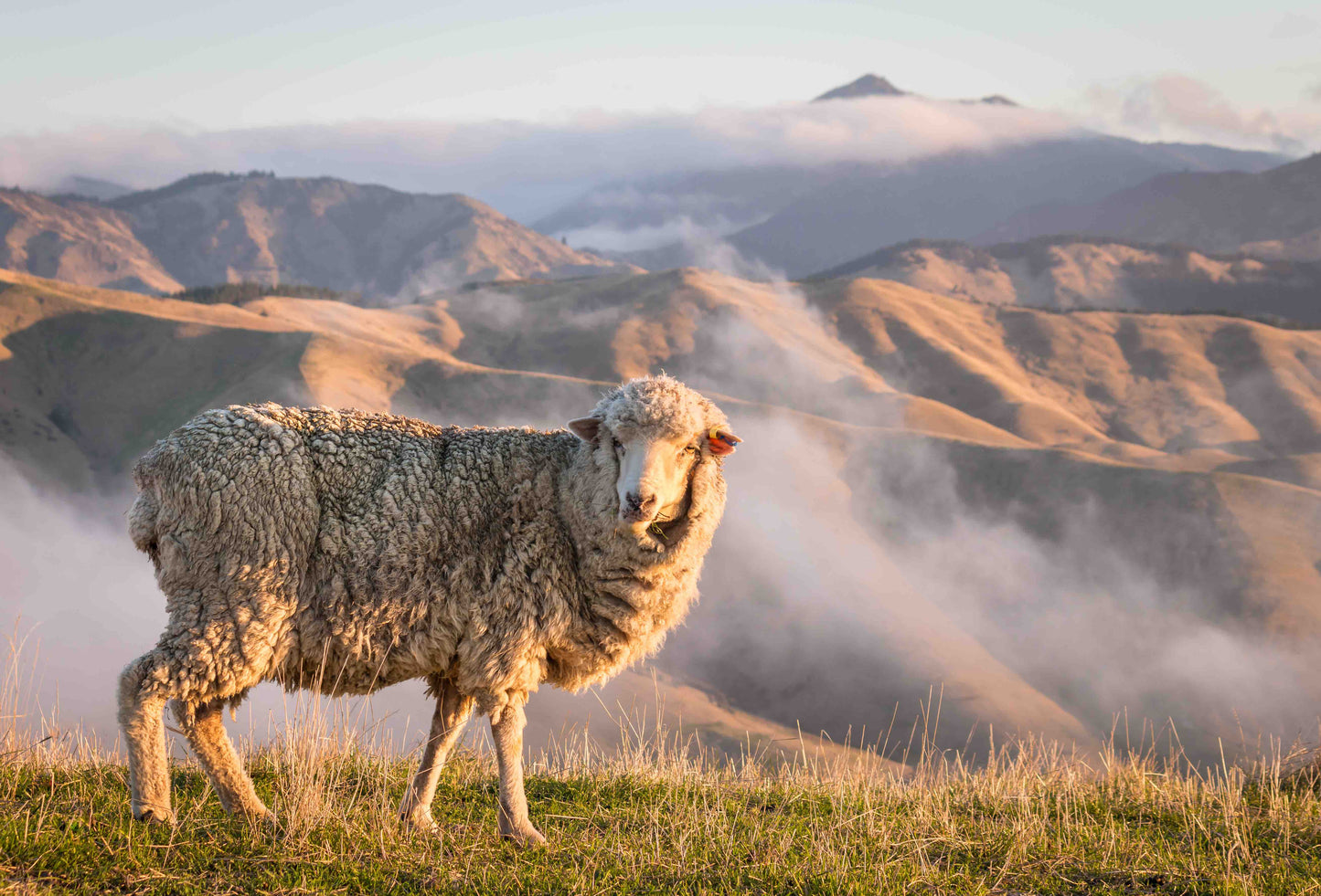 merino wool for blankets